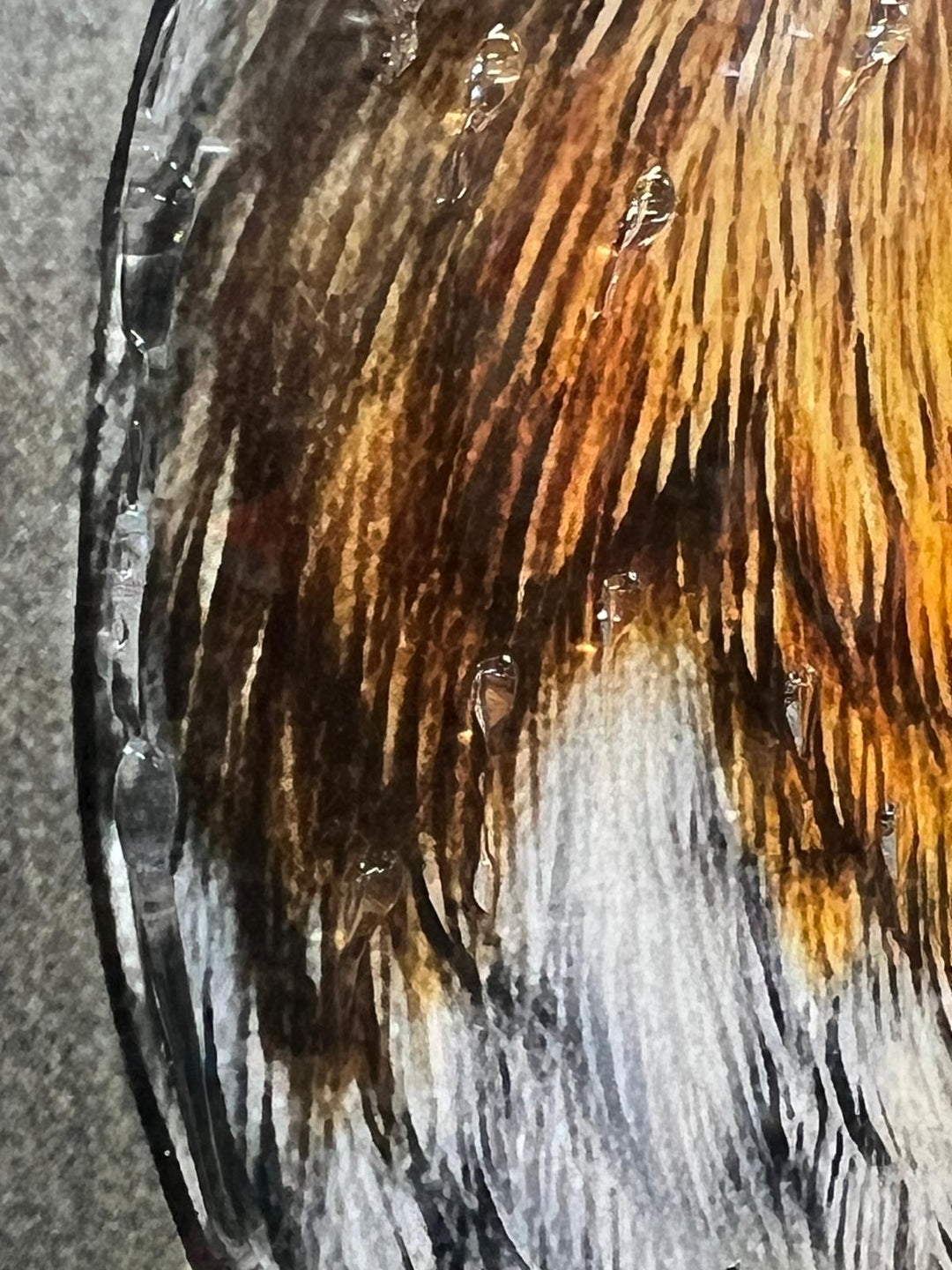 49CM-Robin Bird White Step Framed Picture GREY wall art décor with fitments