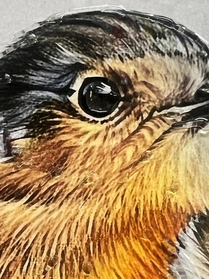 49CM-Robin Bird White Step Framed Picture GREY wall art décor with fitments