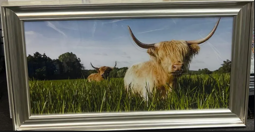 Highland Cows picture Champagne alpha frame in wilderness