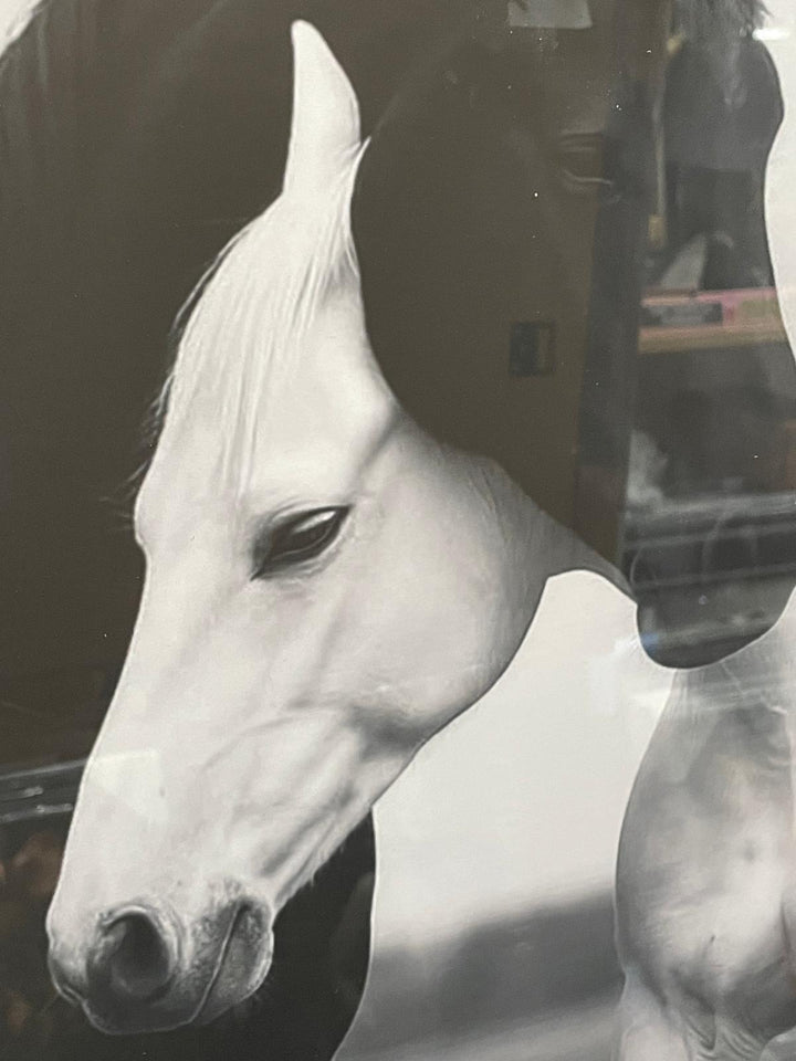 Black and White Horses Hugging Black Step Framed Wall Art