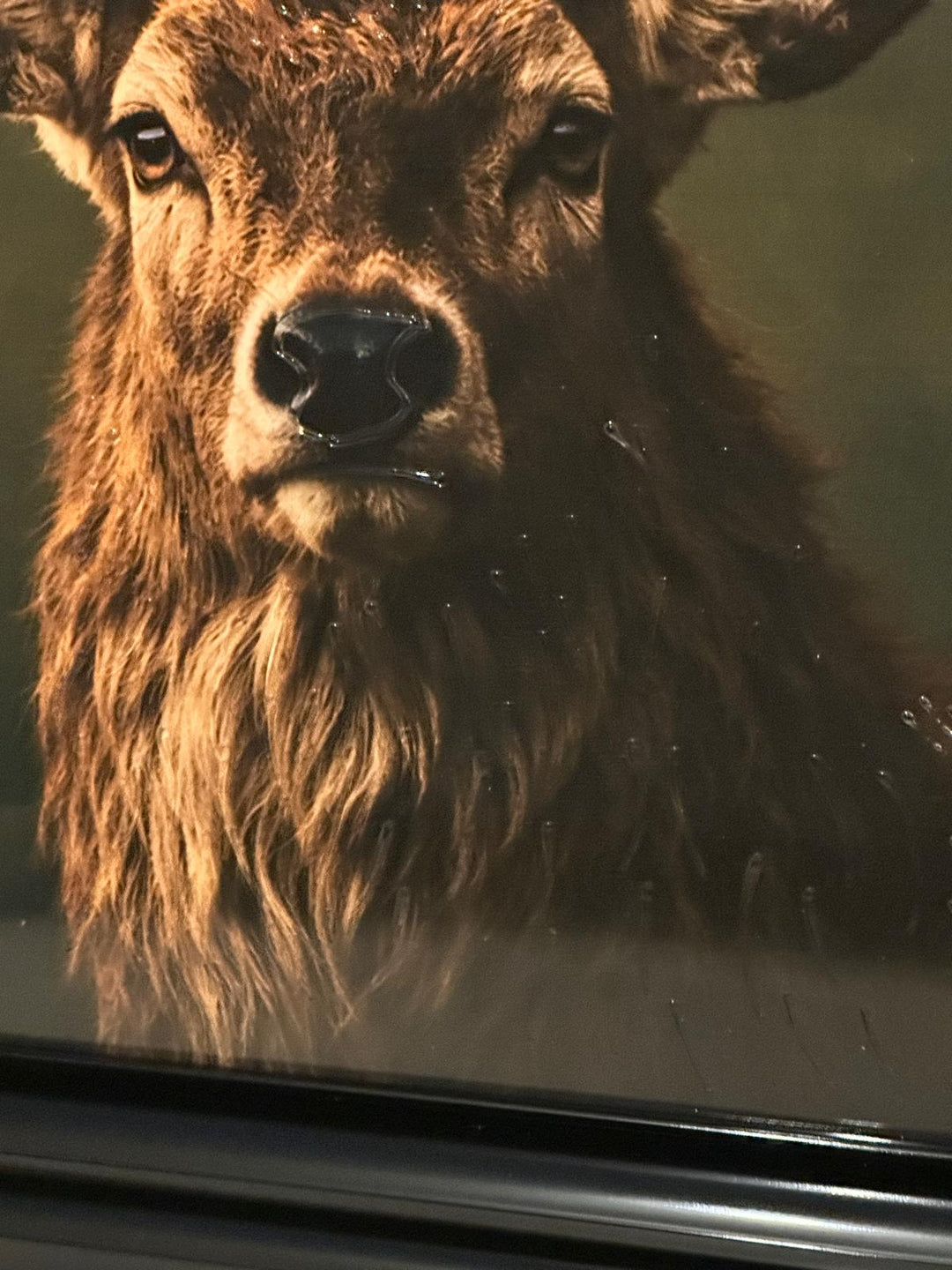 Black Step Frame Stag & Highland Cow Wall Art with liquid art