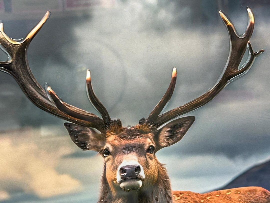 2 Stags in the Highlands Liquid Art Wall Art | Luxury Wildlife Canvas with Two-Tone Frame