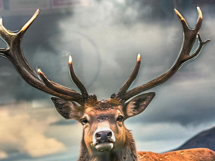2 Stags in the Highlands Liquid Art Wall Art | Luxury Wildlife Canvas with Two-Tone Frame