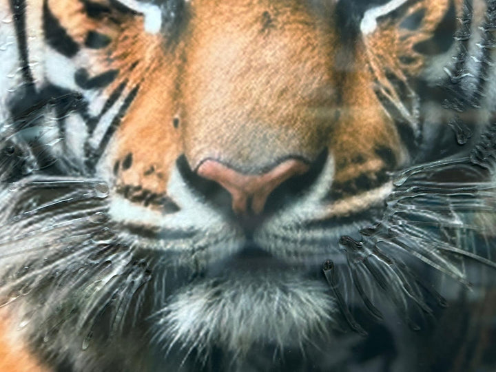 Tiger Wall Art – Sitting Tiger Liquid Art Picture with Black Frame | Statement Animal Décor