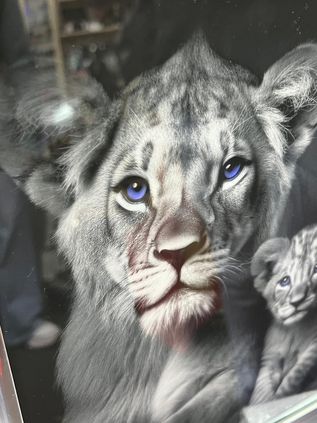 Lion with 2 cubs black & silver framed step majestic animal home decor