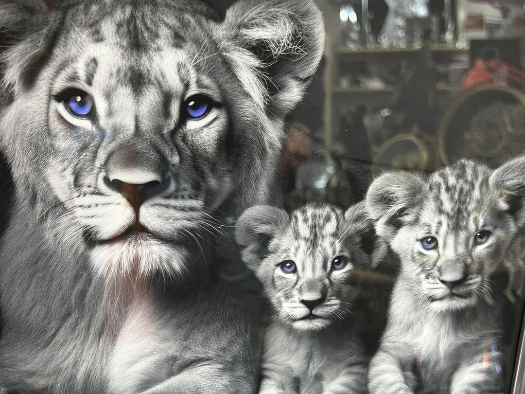 Lion with 2 cubs black & silver framed step majestic animal home decor