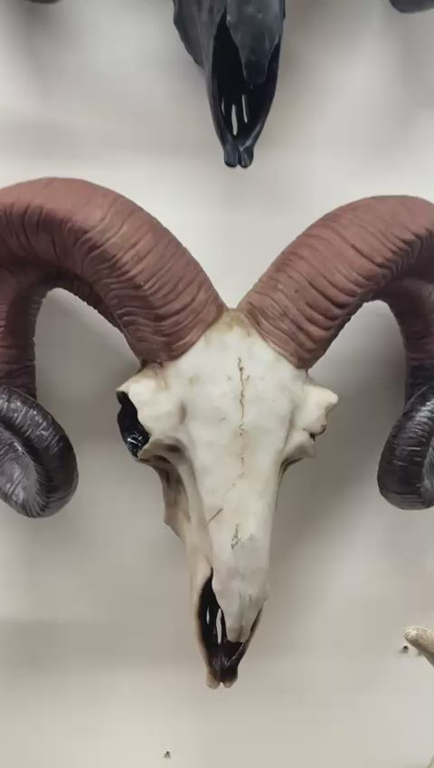 Natural Ram Skull Wall head wall mounted ornament