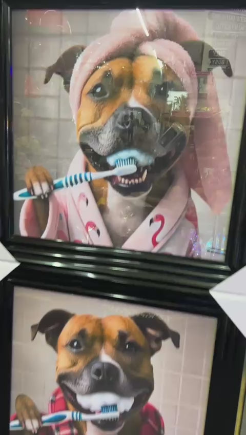 Black step framed Staffy dogs brushing teeth male female picture